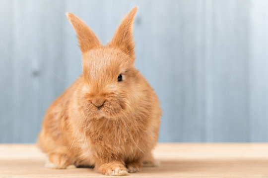 Beautiful red-haired rabbit sitting on a wooden board on a blue background