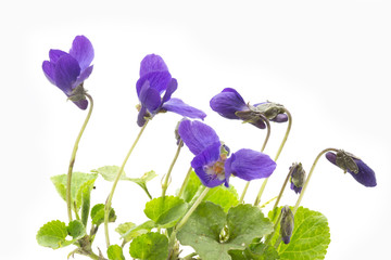 Duftveilchen auf hellem Hintergrund