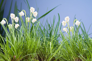 spring snowflake in the grass and Easter eggs