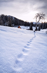 Fototapeta na wymiar fox tracks on snow in Alps