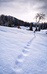 fox tracks on snow in Alps