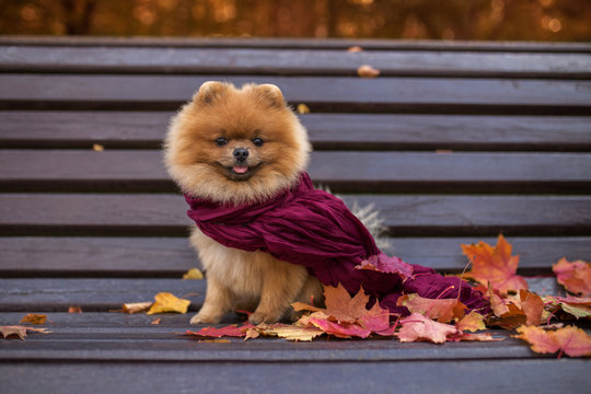 Pomeranian dog on the bench wrapped in the purple scarf. Beautiful autumn dog in a park with autumn leaves