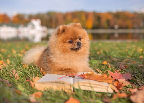 Clever dog with a book. Pomeranian dog outdoor
