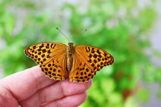 Silver-washed fritillary (Argynnis paphia) female