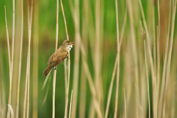 Great reed warbler (Acrocephalus arundinaceus), male bird