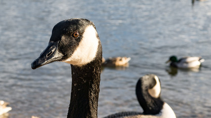 Wildlife at the Rhine river