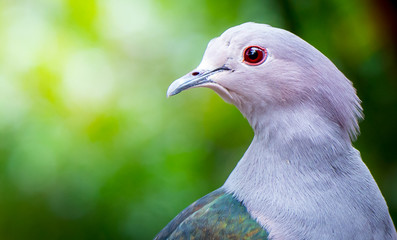 Columba pulchricollis Beautiful bird and light from asia on forest background