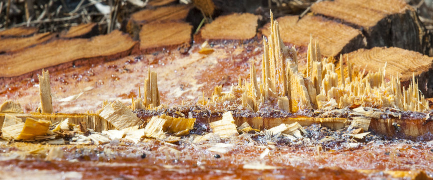 arbol talado o ciudad o ciudad destruida