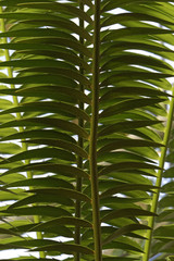 Obraz na płótnie Canvas palm leave, background