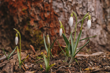 beautiful white snowdrops in garden, first spring flower symbol