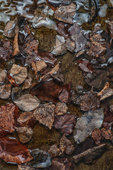 autumn brown leaves texture in water, seasonal wallpaper