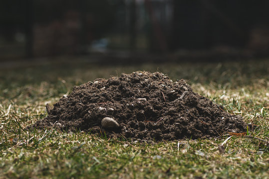 molehill in garden, animal activity in garden