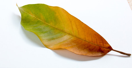 group of leaf  on white paper,isolated on white,colorful of leaf