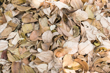 dry leaf on ciemen floor from natural ,old leaf from tree