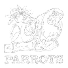 amazing parrots line art continuous line drawing