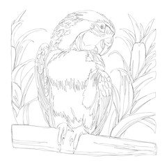 amazing parrots line art continuous line drawing