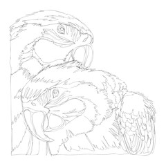 Fototapeta premium amazing parrots line art continuous line drawing