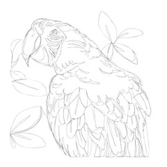 amazing parrots line art continuous line drawing