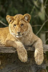 Lioness cub lies on a rock