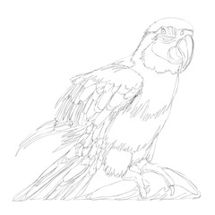 amazing parrots line art continuous line drawing