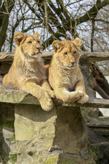 Two lion cubs lie on a rock