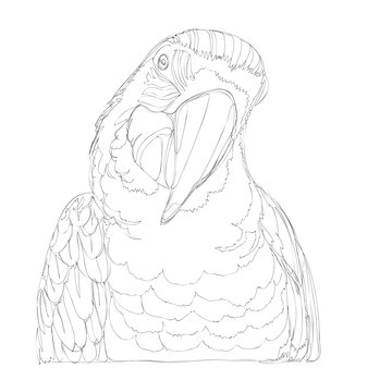 recommend clip art: amazing parrots line art continuous line drawing