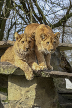 Brother and sister lion togheter on a rock