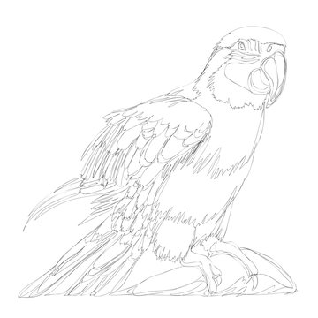 recommend clip art: amazing parrots line art continuous line drawing