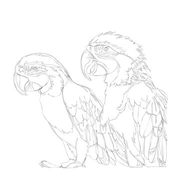 recommend clip art: amazing parrots line art continuous line drawing
