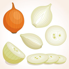 Yellow whole onion. Half, slice and onion rings. Vector illustration 
