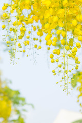 Golden shower flowers , Cassia fistulosa tree flowers background , summer  flowers in songkran, festival in Thailand
