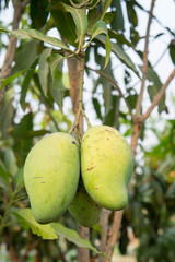 The tree mango raw fruit