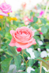Orange roses flowers in the garden ,beautiful flowers
