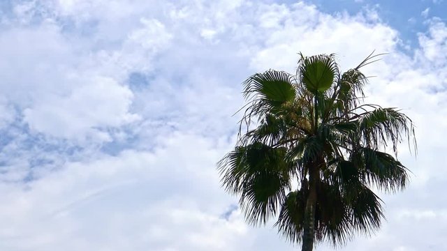 4K Beautiful Tall Palm Trees With Blue Sky On Tropical Island-Dan