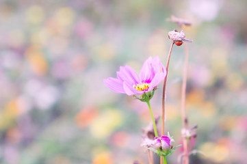 daisy flower face to sunrise in field