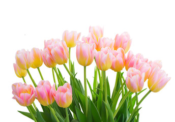 ow of fresh pink and yellow tulips close up isolated on white background