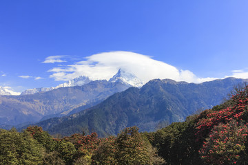 Annapurna mountain range view and Rhododendron forest in Nepal