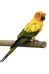 beautiful bird on white background, clipping path