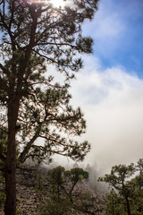 Obraz na płótnie Canvas Canarian pines in the clouds