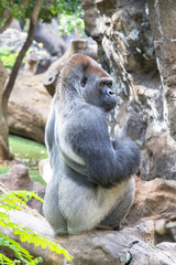 Male mountain gorilla