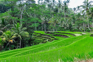 Rice terrace in Gunung Kawi, Bali, Indonesia
