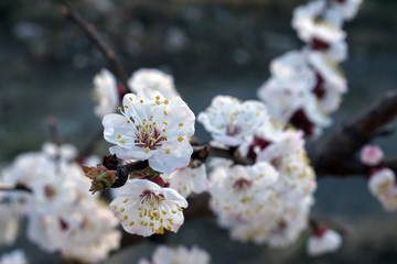 White apricot flowers branch on a spring day. Closeup