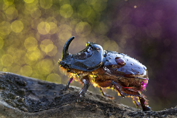 European rhinoceros beetle