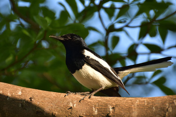 Oriental magpie robin, Copsychus saularis, bird hold on branch