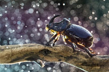 European rhinoceros beetle