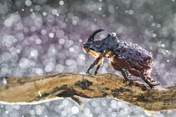 European rhinoceros beetle