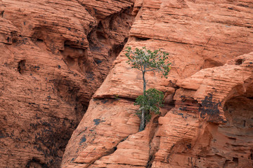 Red Rock with a lonely tree in the Red Rock Canyon National Conservation Area; USA