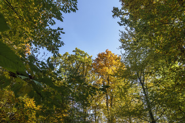 Herbstlicher Wald in Ostfildern