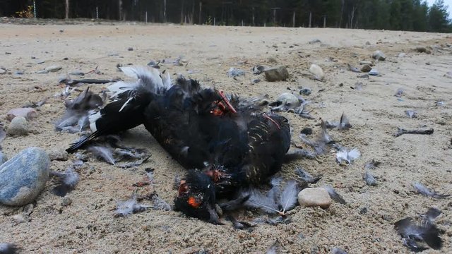 Car as direct cause of mortality among birds. Black Grouse (male) hit by car on roadside
