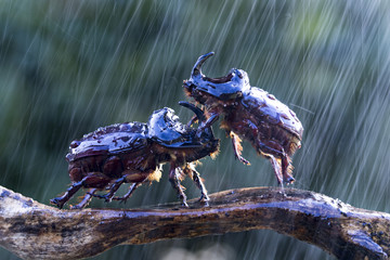 European rhinoceros beetle